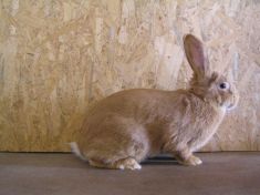 Burgunský králik -chovateľ z&nbsp;Geče
Kondáš Jozef-čestná cena